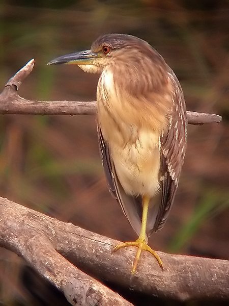 Martinet e nit jove, martinete (Nycticorax nycticorax)