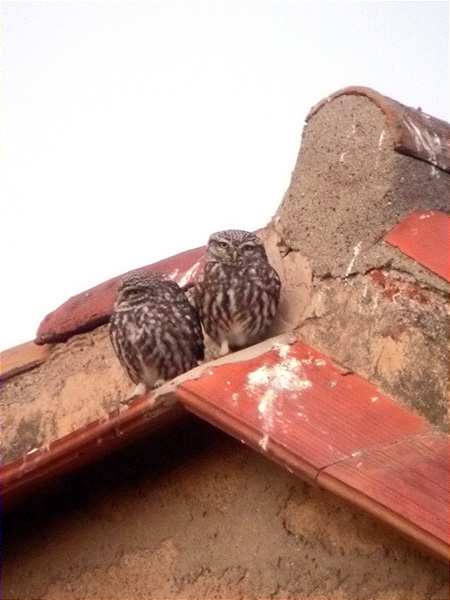 Mussols, mochuelos (Athene noctua)