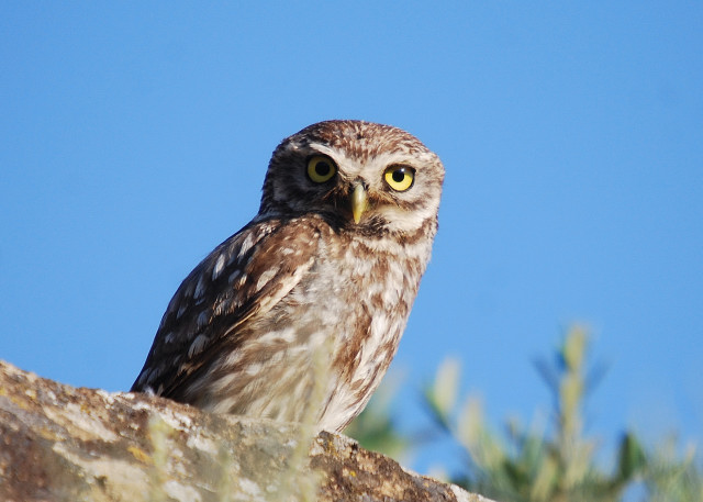 Mussol comú (Athene noctua)