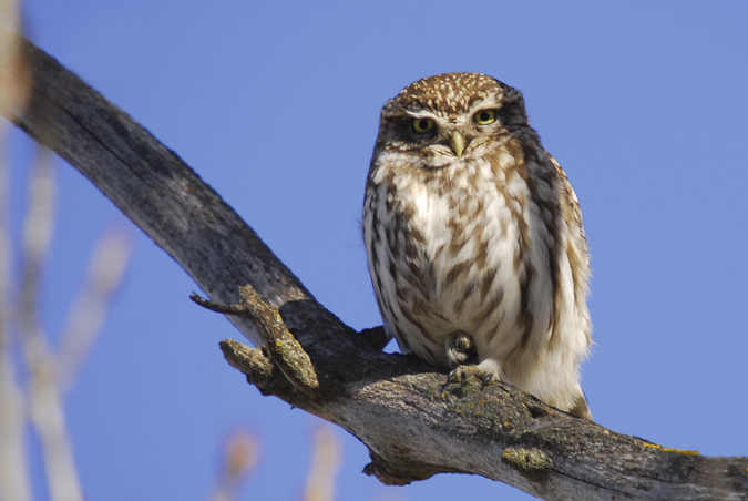 mussol comú (Athene noctua)