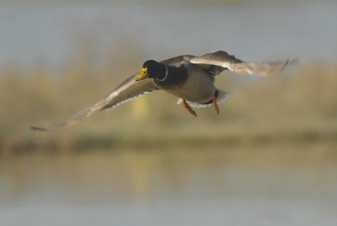 ánec collverd (Anas platyrhynchos)