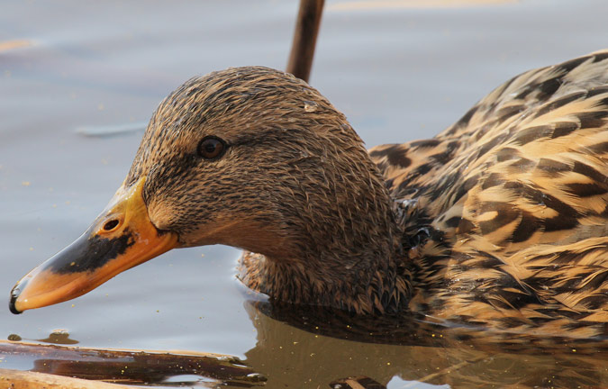 Ànec collverd  femella (Anas platyrhynchos)