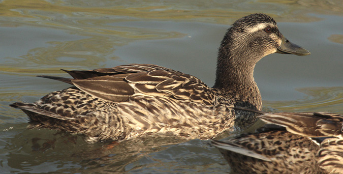 Femella d'ànec collverd  (Anas platyrhynchos)