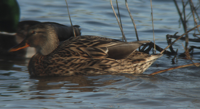 Ànec de collverd (Anas platyrhynchos)