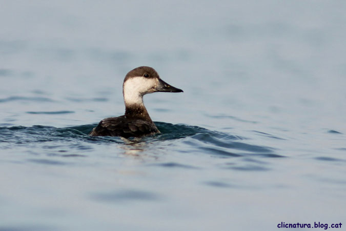 Ànec negre. Melanitta nigra