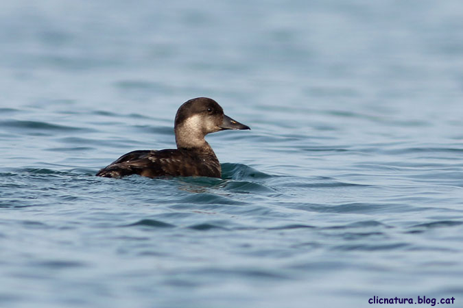 Ànec negre. Melanitta nigra