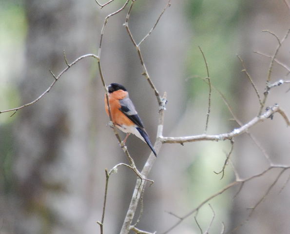 Pinsà borroner (Pyrrhula pyrrhula)