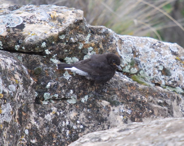 Còlit negre (Oenanthe leucura)