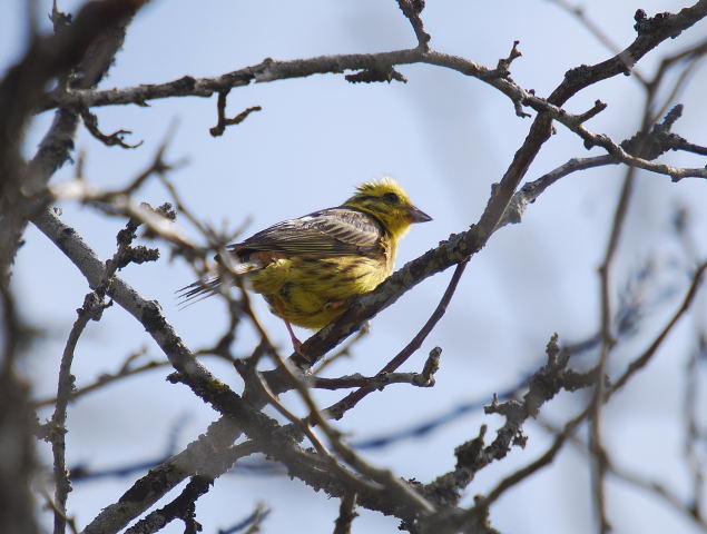 Verderola mascle  (Emberiza citrinella)