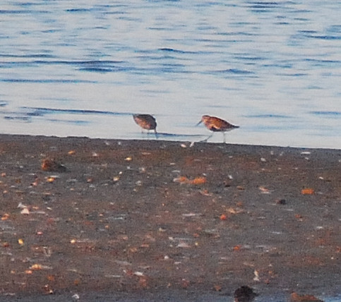 Territ variant (Calidris alpina)