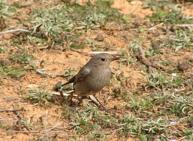 Cotxa fumada (Phoenicurus ochruros)