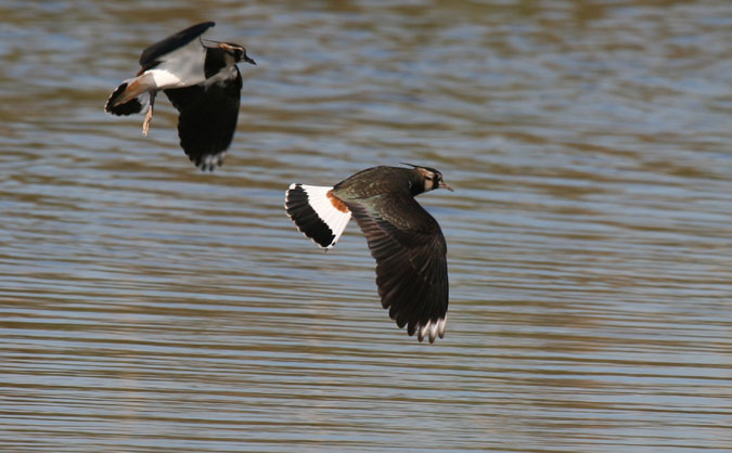 Avefría vanellus vanellus