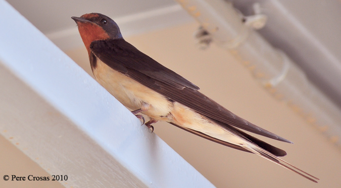 Oroneta, (Hirundo rustica).