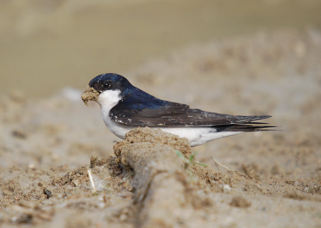 Oreneta cuablanca (Delichon urbica)