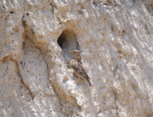 Pardal roquer ( Petronia petronia)