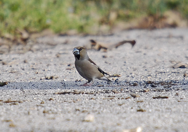 Durbec femella (Coccothraustes coccothraustes)