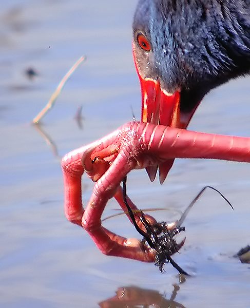 El poder del digiscoping 2 (Porphyrio porphyrio)