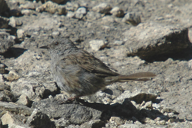 immatur de pardal de bardissa (Prunella modularis)