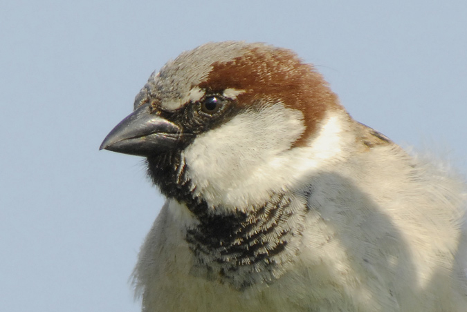 pardal mascle (Passer domesticus)