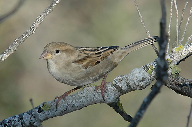 pardal (passer domesticus)