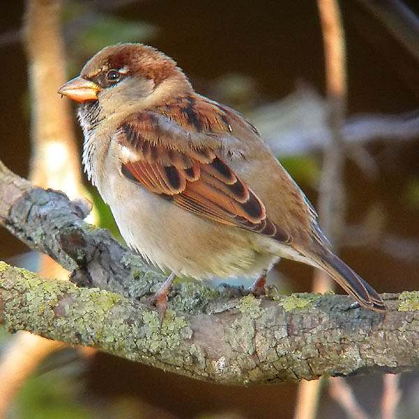 Pardal (Passer domesticus)