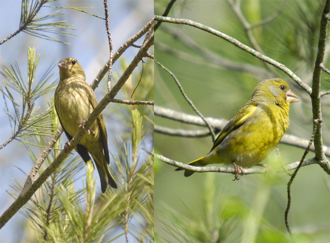 parella de verdums (Carduelis chloris)