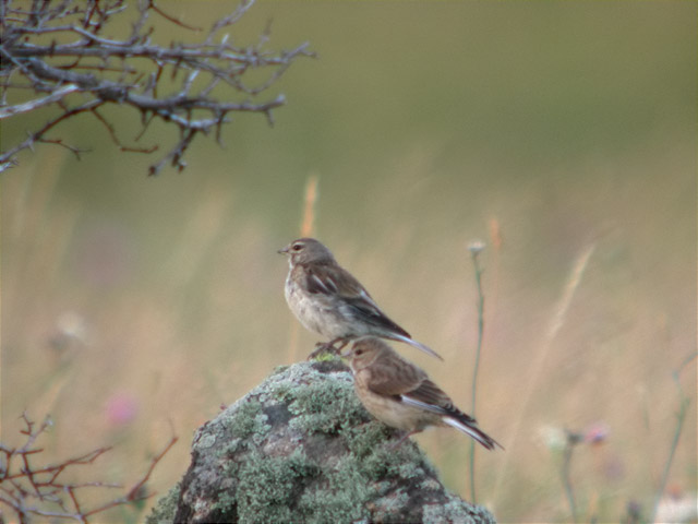 Passerells al tard,pardillos (Carduelis Cannabina)