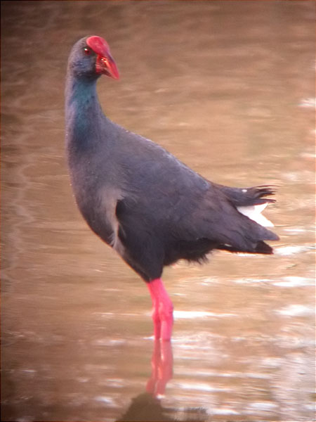 Polla blava, calamón (Porphyrio porphyrio)