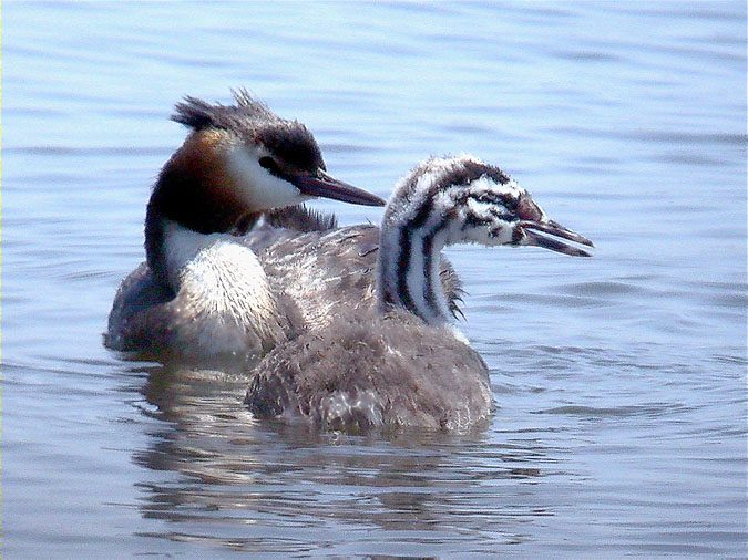 Cabussó emplomallat, somormujo lavanco (Podiceps cristatus)