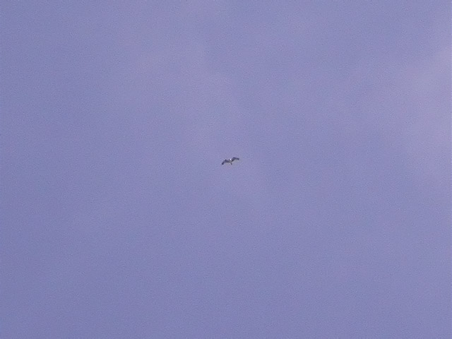 Àguila pescadora (Pandion haliaetus)