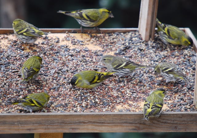 Lluers a la menjadora plana. (Carduelis spinus)