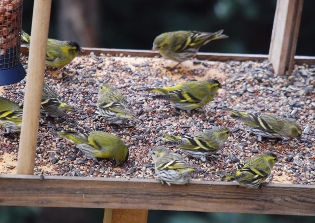 Lluers a la menjadora plana 2. (Carduelis spinus)