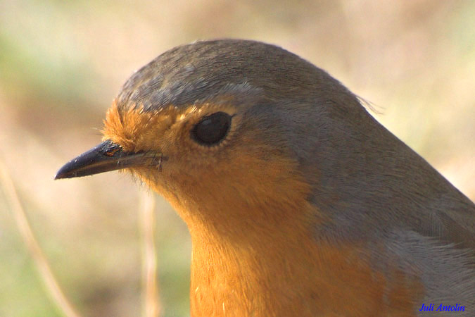 Pit-roig -  Petirrojo (Erithacus rubecula)