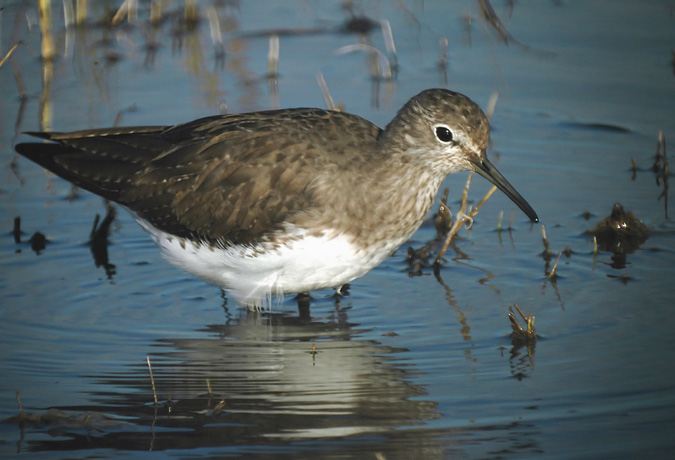 Xivita (Tringa ochropus).