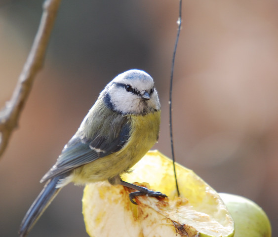 Mallerenga blava ( Parus caeruleus ) 1/2