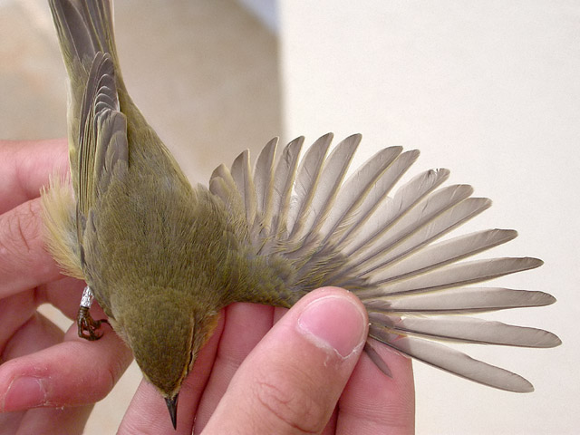 Mosquiter de passa, mosquitero musical (Phylloscopus trochilus)