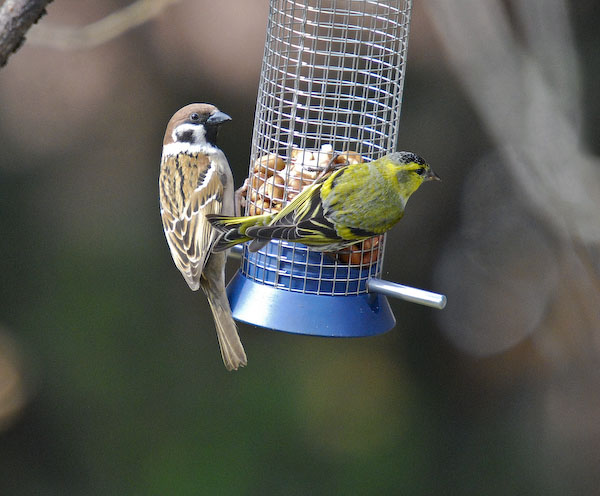 Pardal xàrrec (Passer montanus) i lluer (Carduelis spinus).