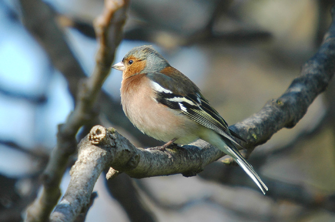 pinsá mascle (fringilla coelebs)