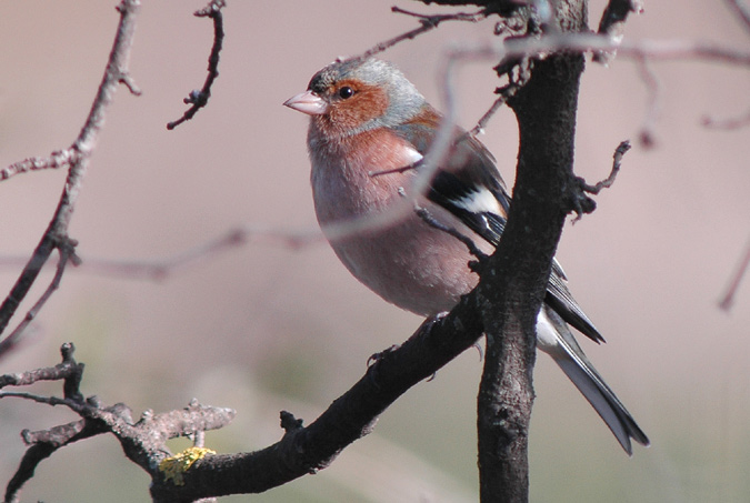 pinsá mascle (Fringilla coelebs)