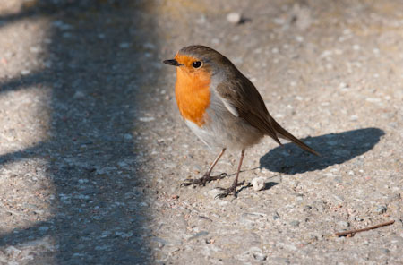 Pit roig (Erithacus rubecola)