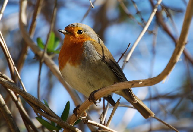 Pit-roig (Erithacus rubecula)