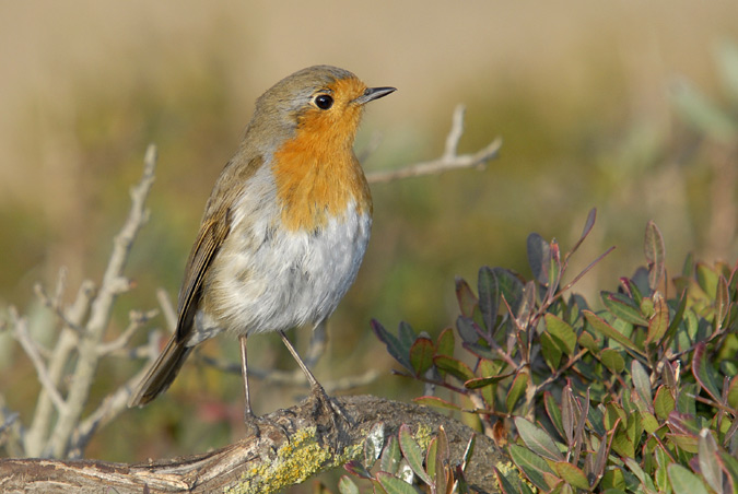 pitroig (Erythacus rubecula)