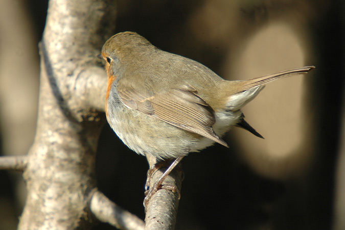 pitroig (erythacus rubecula)