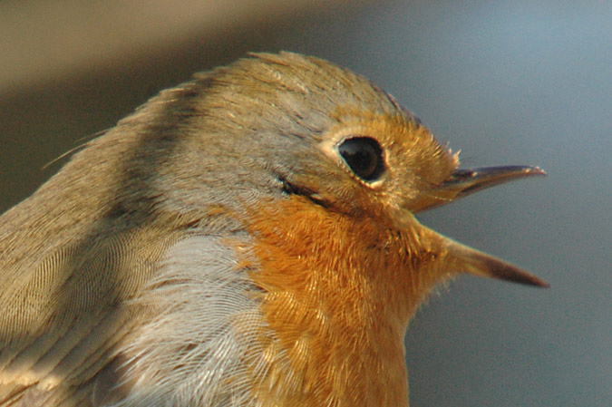 retrat de pitroig (erythacus rubecula)