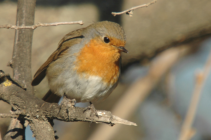 pitroig (Erythacus rubecula)