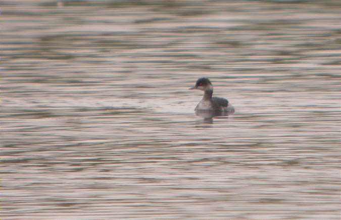 Cabussó collnegre, zampullín cuellinegro (Podiceps nigricollis)