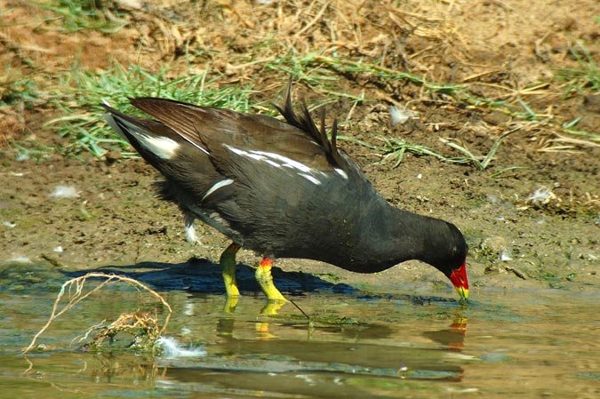 polla d'aigua (gallinula chloropus)