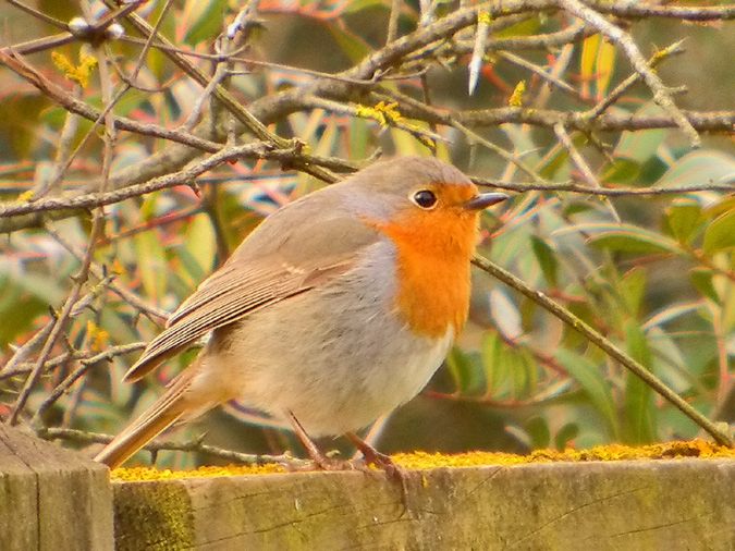 pit-roig, petirrojo (Erithacus rubecula)