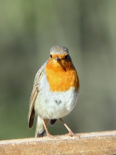 pit-roig, petirrojo (Erithacus rubecula)