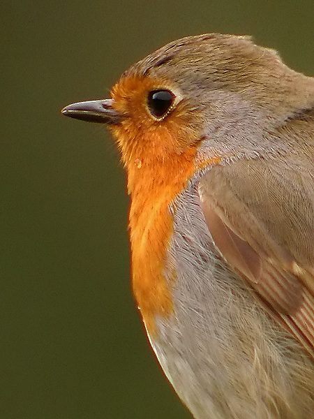 pit-roig , petirrojo (Erithacus rubecula)